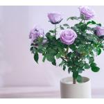 Preserved Rose Potted Plant